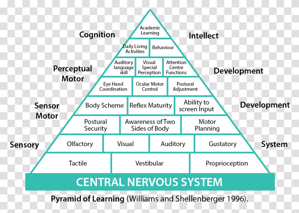 Pyramid Of Learning Pyramid Of Learning Sensory, Plot, Diagram, Plan, Bush Transparent Png
