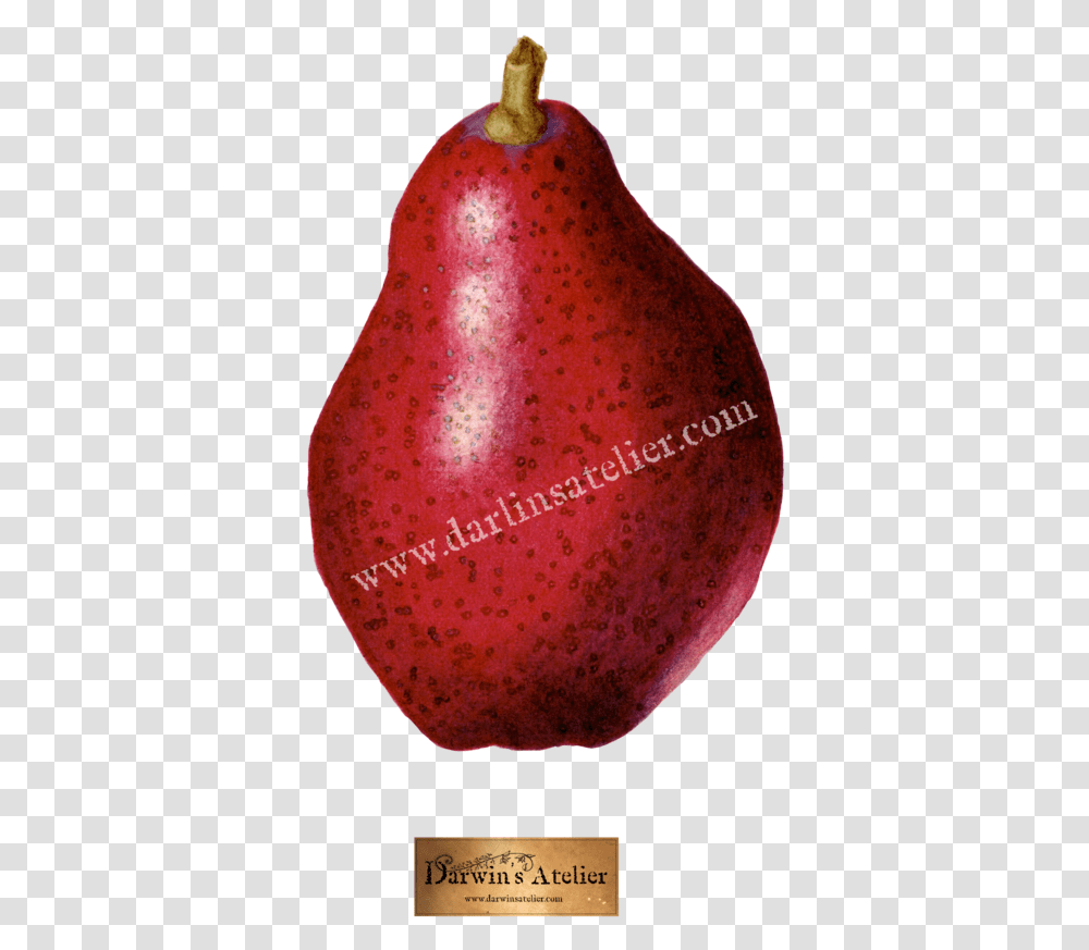 Pyrus Communis Red Pear Watercolor - Darwin's Atelier Pomegranate, Plant, Flower, Blossom, Fruit Transparent Png