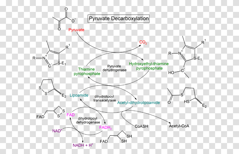Pyruvate Decarboxylation Steps Pyruvate Dehydrogenase Chemical Structure, Menu, Pac Man, Number Transparent Png