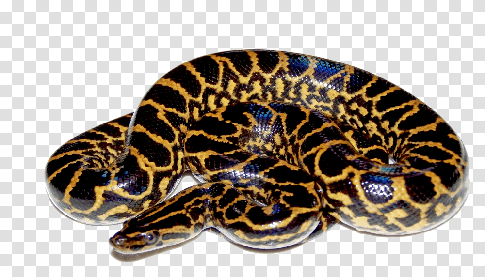 Python File, Snake, Reptile, Animal, Anaconda Transparent Png