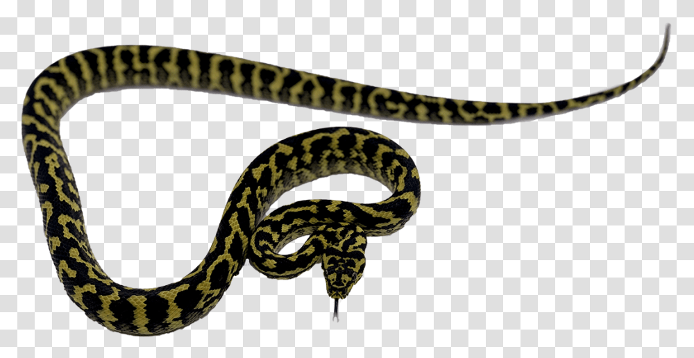 Python, Snake, Reptile, Animal, Rattlesnake Transparent Png