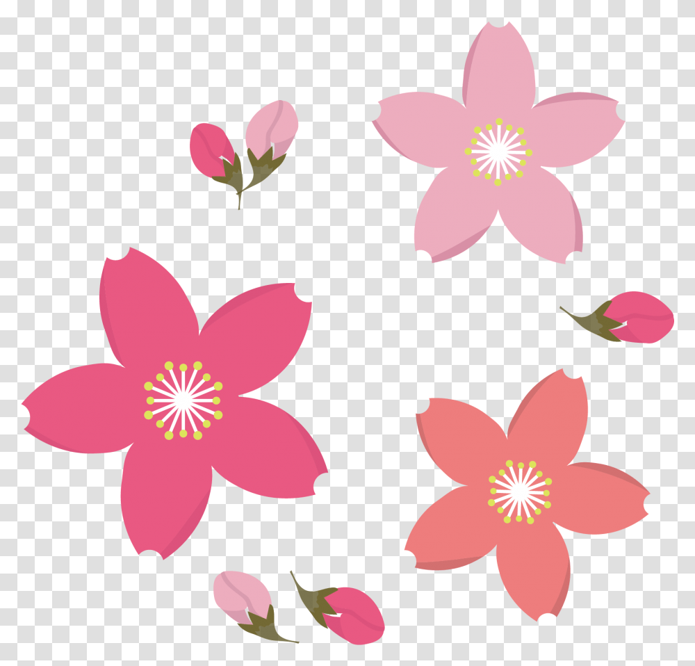 Q Drawing Cherry Blossom Clipart, Petal, Flower, Plant, Anther Transparent Png