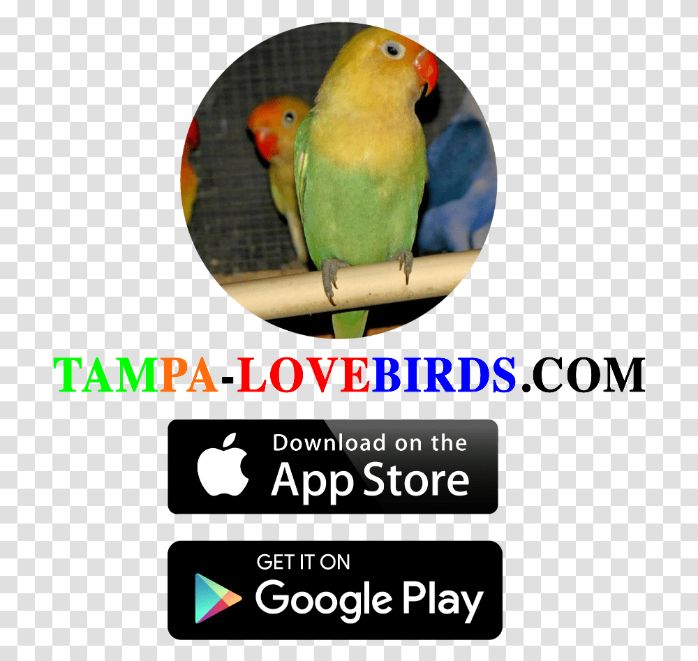 Qr Code For App Store And Google Play Hd Download, Bird, Animal, Parakeet, Parrot Transparent Png