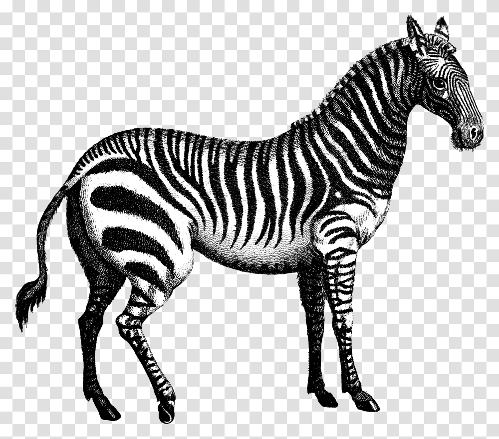 Quagga Marty Zebra Tiger Horse Chenin Pinot Grigio, Wildlife, Mammal, Animal, Stencil Transparent Png