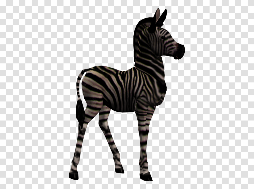 Quagga, Zebra, Wildlife, Mammal, Animal Transparent Png