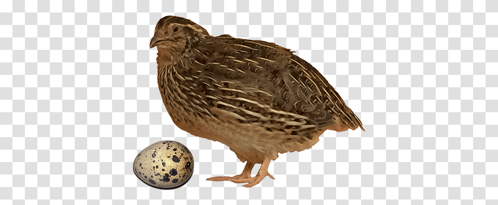 Quail 3 Image Quail Bird, Animal, Partridge, Waterfowl, Grouse Transparent Png