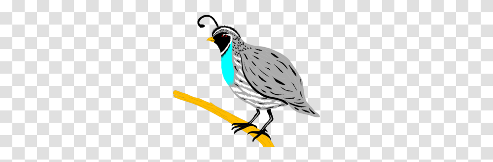 Quail Clipart, Bird, Animal, Finch Transparent Png
