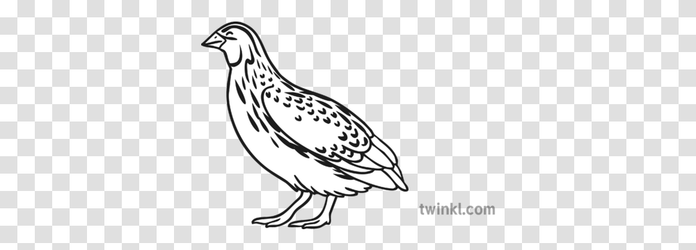 Quail Clipart Black And White Quail Clipart Black And White, Animal, Bird, Grouse, Fowl Transparent Png
