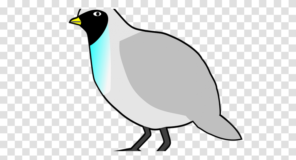 Quail Clipart Mark, Bird, Animal, Pigeon, Dove Transparent Png
