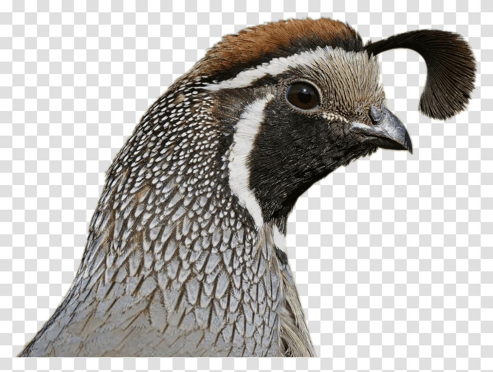 Quail Head, Bird, Animal, Beak, Penguin Transparent Png