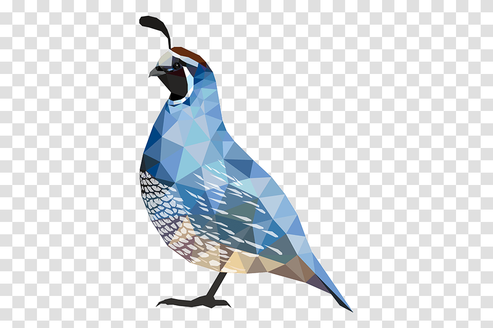 Quail, Jay, Bird, Animal, Blue Jay Transparent Png