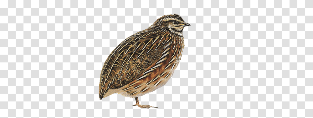 Quail New Fresh Organic Kaadai Bird, Animal, Partridge Transparent Png