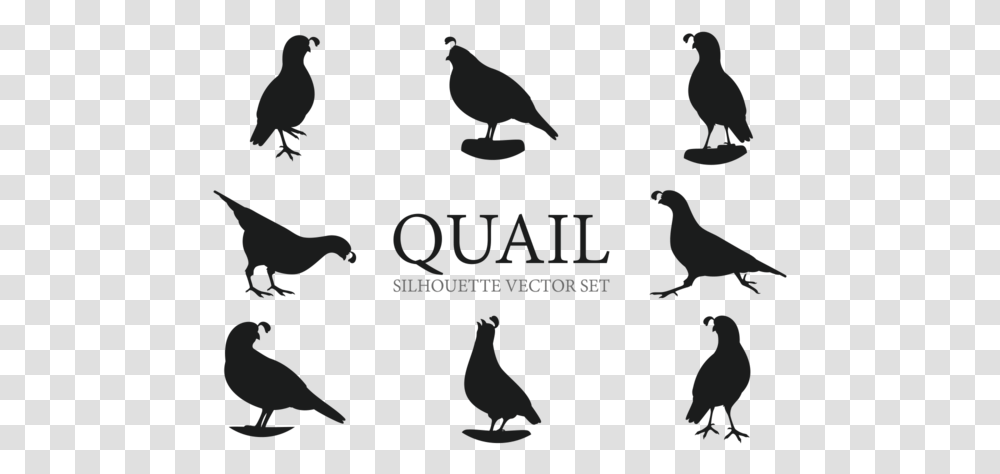 Quail Silhouette, Bird, Animal, Pigeon, Dove Transparent Png