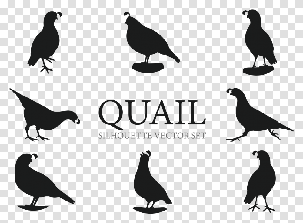 Quail Silhouettes Vectors Quail Silhouette, Bird, Animal, Pigeon, Dove Transparent Png