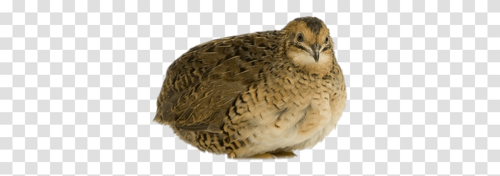 Quails Images Japanese Quail, Bird, Animal, Partridge, Beak Transparent Png