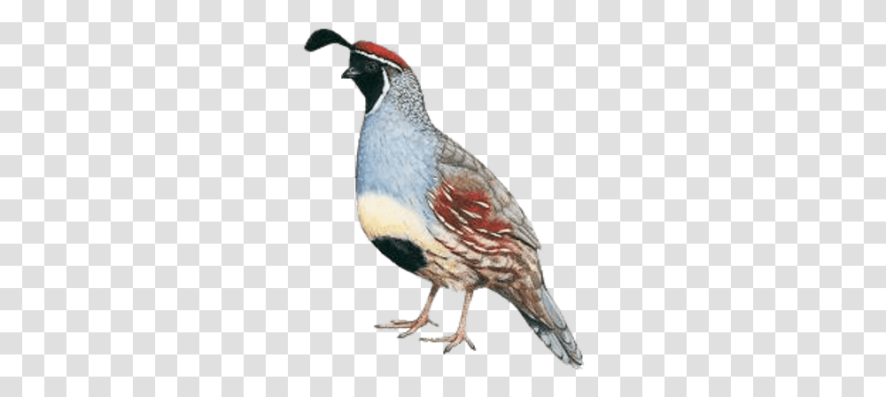 Quails Images Quail, Bird, Animal, Partridge Transparent Png
