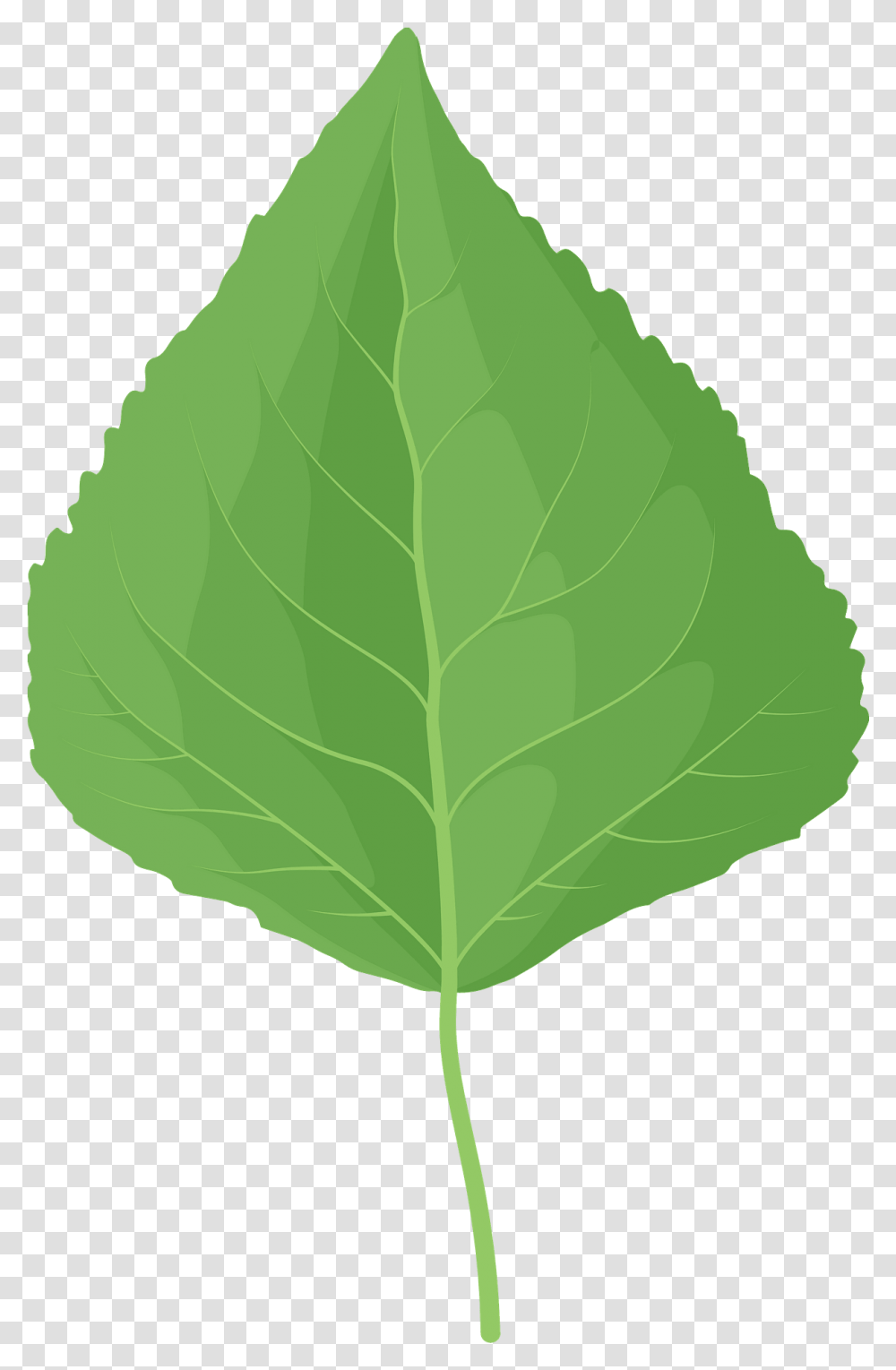 Quaking Aspen Green Leaf Clipart Mint Leaf, Plant, Veins Transparent Png