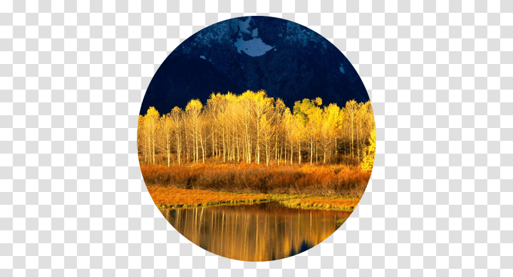 Quaking Aspen Iphone Mustard Color With Blue Nature, Outdoors, Tree, Plant, Land Transparent Png