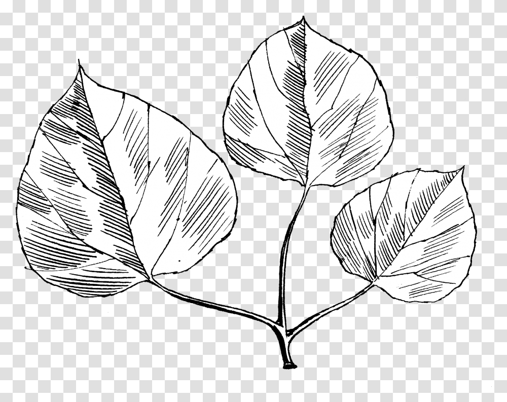 Quaking Aspen Line Art, Leaf, Plant, Veins, Petal Transparent Png