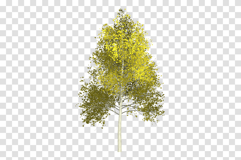 Quaking Aspen, Plant, Tree, Cross Transparent Png