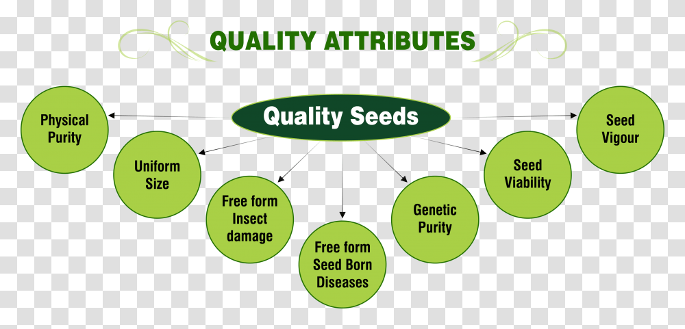 Quality Attributes Attributes Of Quality, Diagram, Vegetation, Plant, Plot Transparent Png