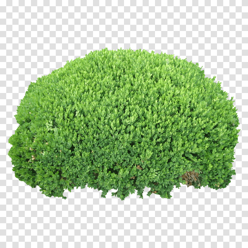 Quality Bush, Vegetation, Plant, Moss, Hedge Transparent Png