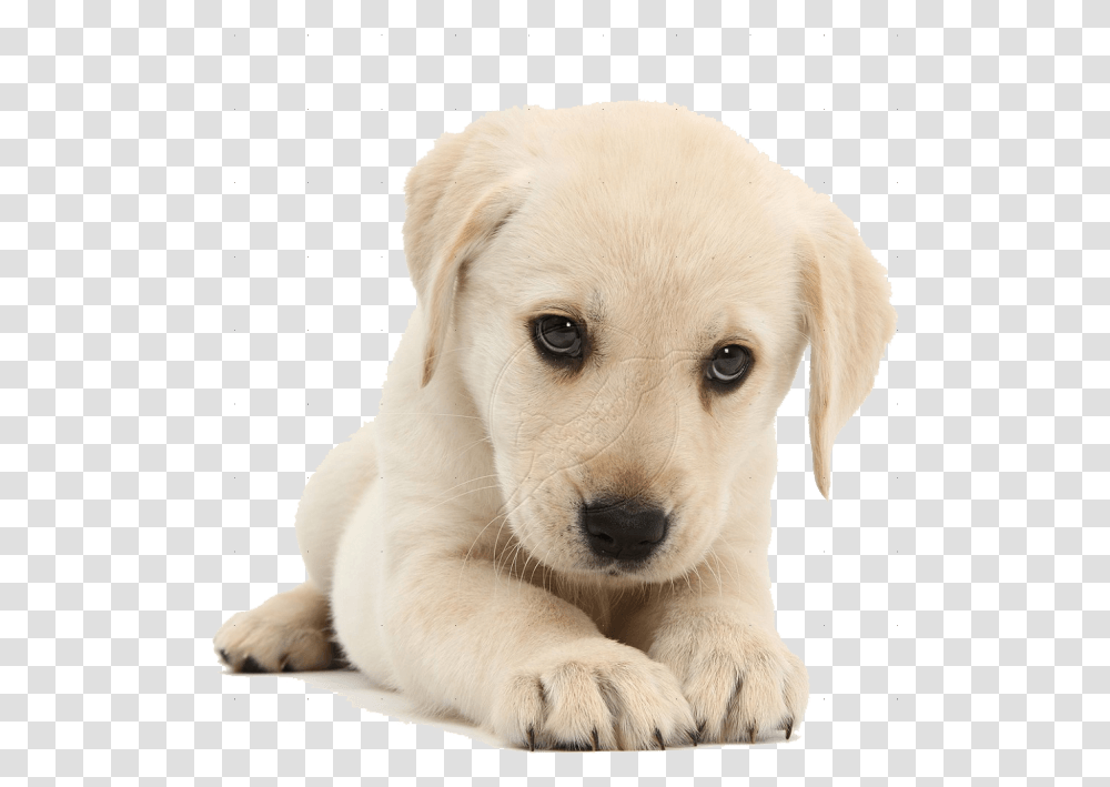 Quality Care For Puppy, Dog, Pet, Canine, Animal Transparent Png