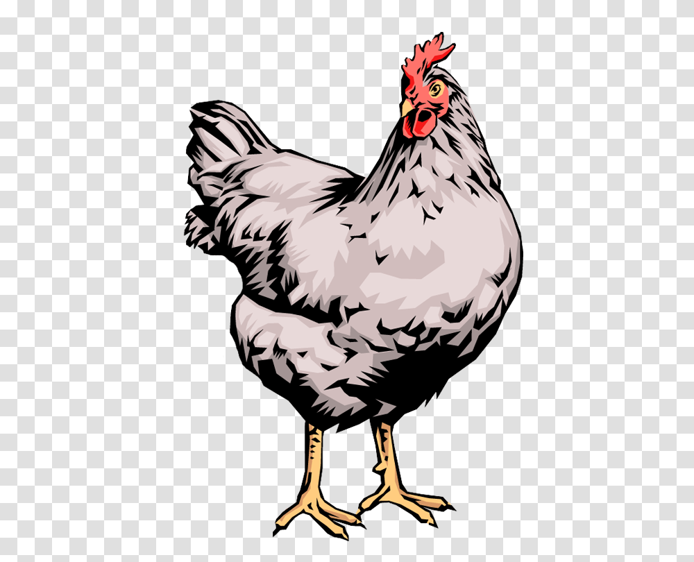 Quality Clip Art Of Animals That Live On A Farm Rooster Places, Hen, Chicken, Poultry, Fowl Transparent Png