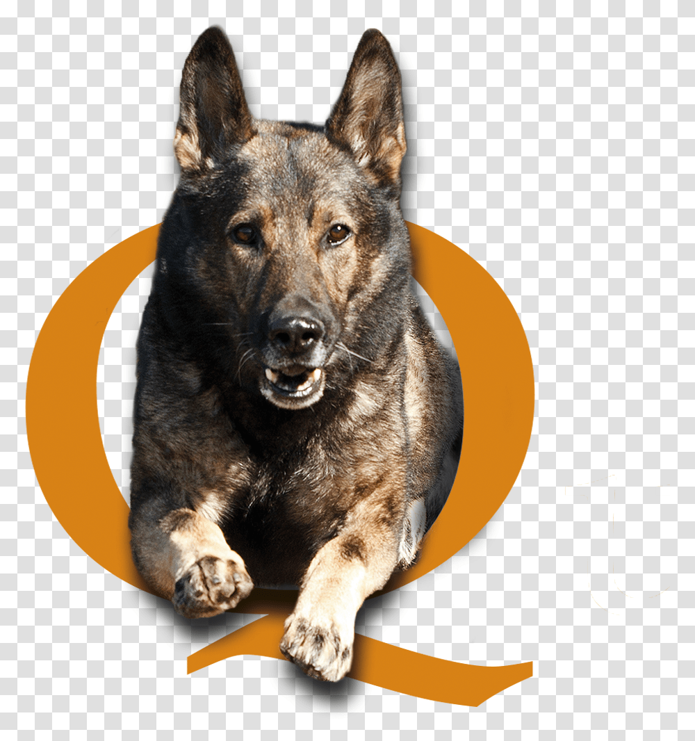 Quality K9 Contact Us Tino Reinke Angelika Clark Police Dog, German Shepherd, Pet, Canine, Animal Transparent Png