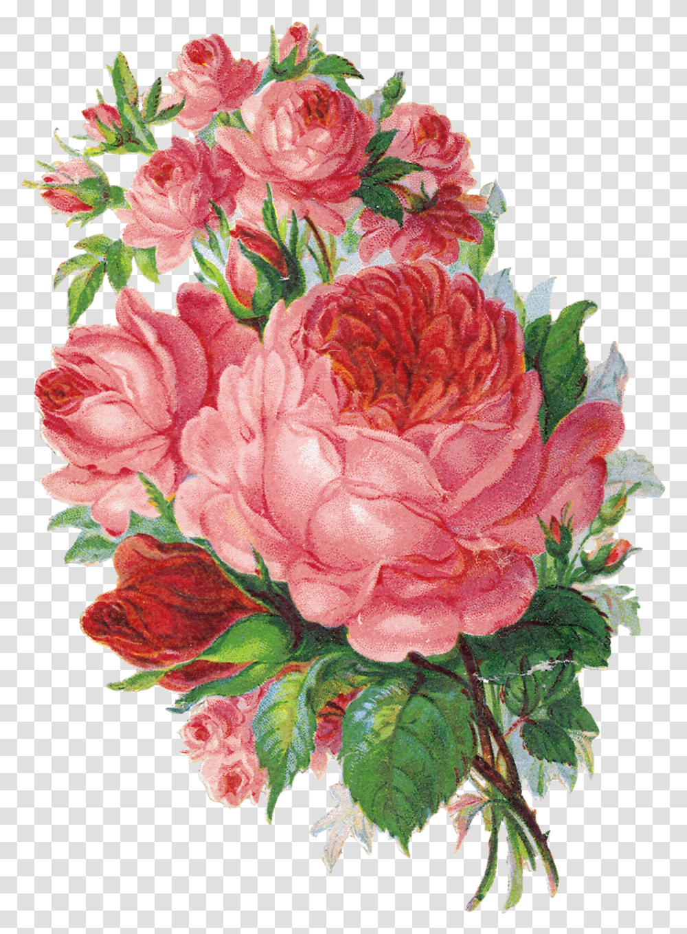 Que Es Un Sabado Sin Flores Es El Toque Especial English Rose Watercolor, Plant, Flower, Blossom, Carnation Transparent Png