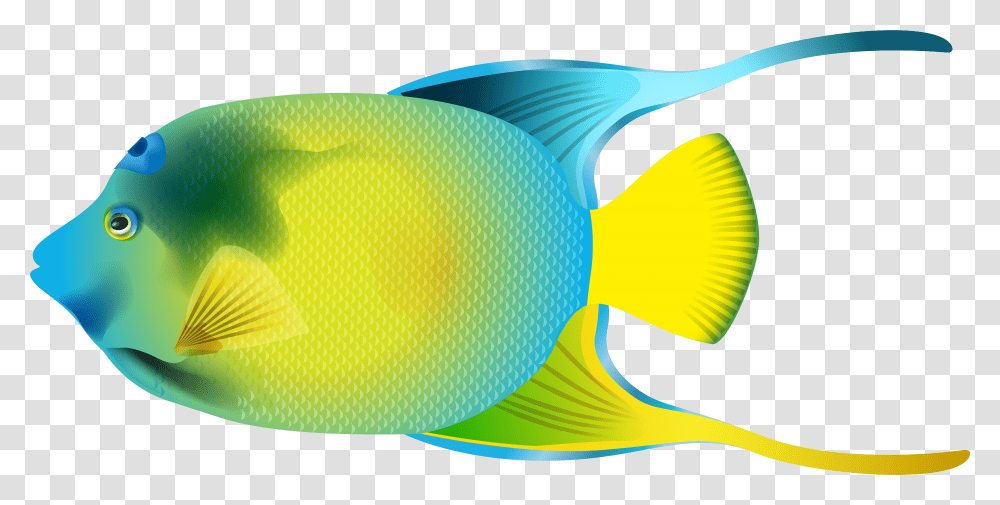 Queen Angelfish Transparent Png