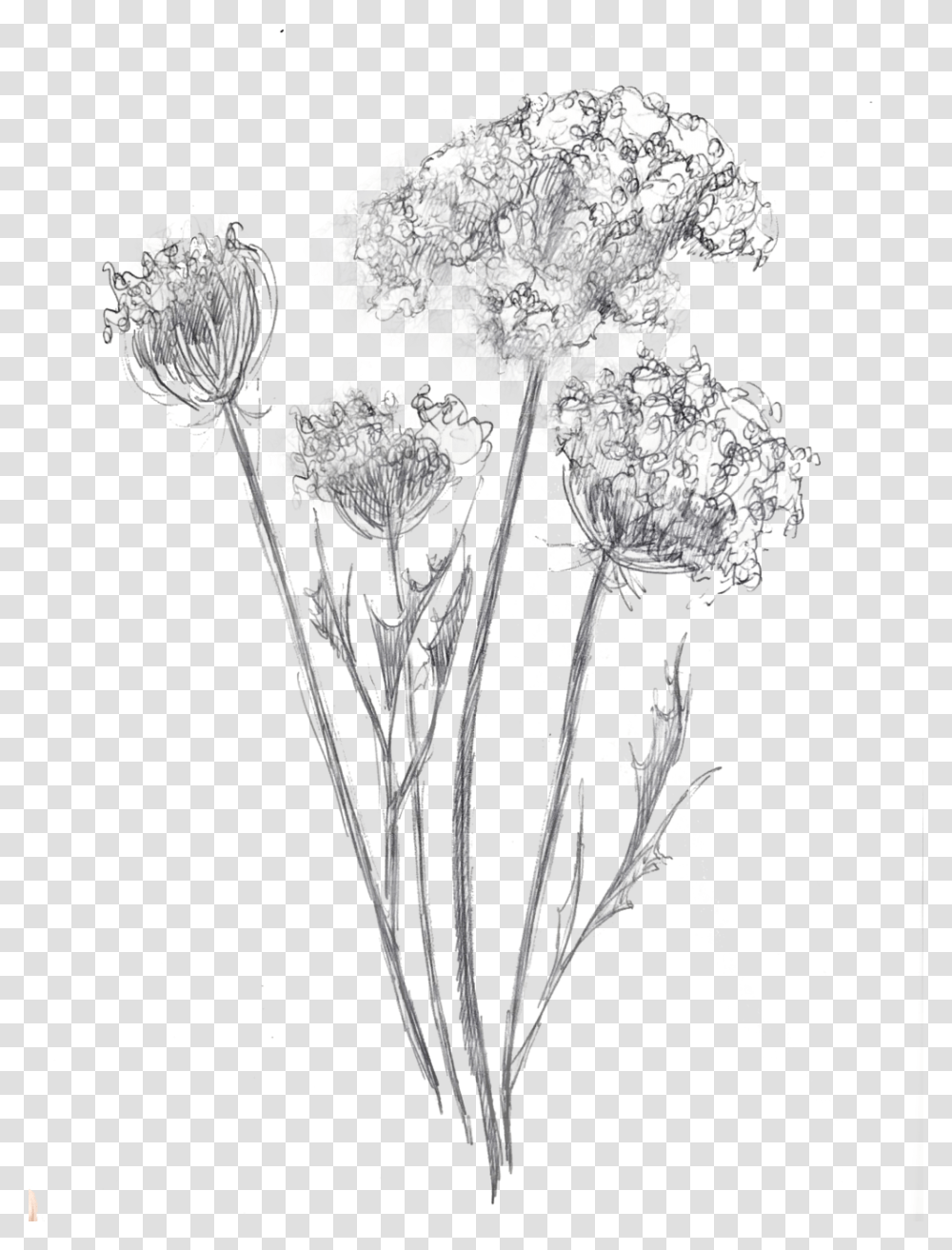 Queen Anne Lace Mz, Plant, Flower, Blossom, Snowflake Transparent Png