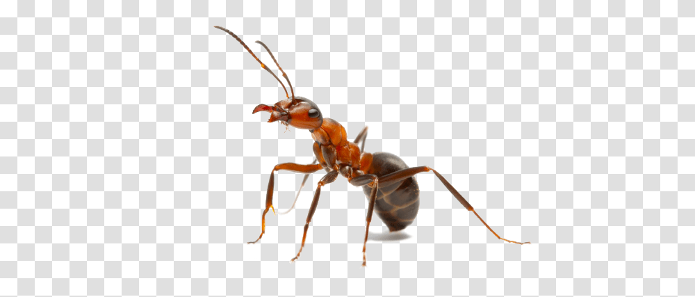 Queen Ant With Crown Image Ant, Insect, Invertebrate, Animal, Spider Transparent Png