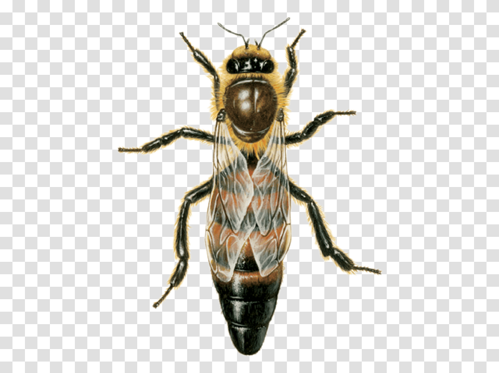 Queen Bee Dies Download Honey Bee Queen, Wasp, Insect, Invertebrate, Animal Transparent Png