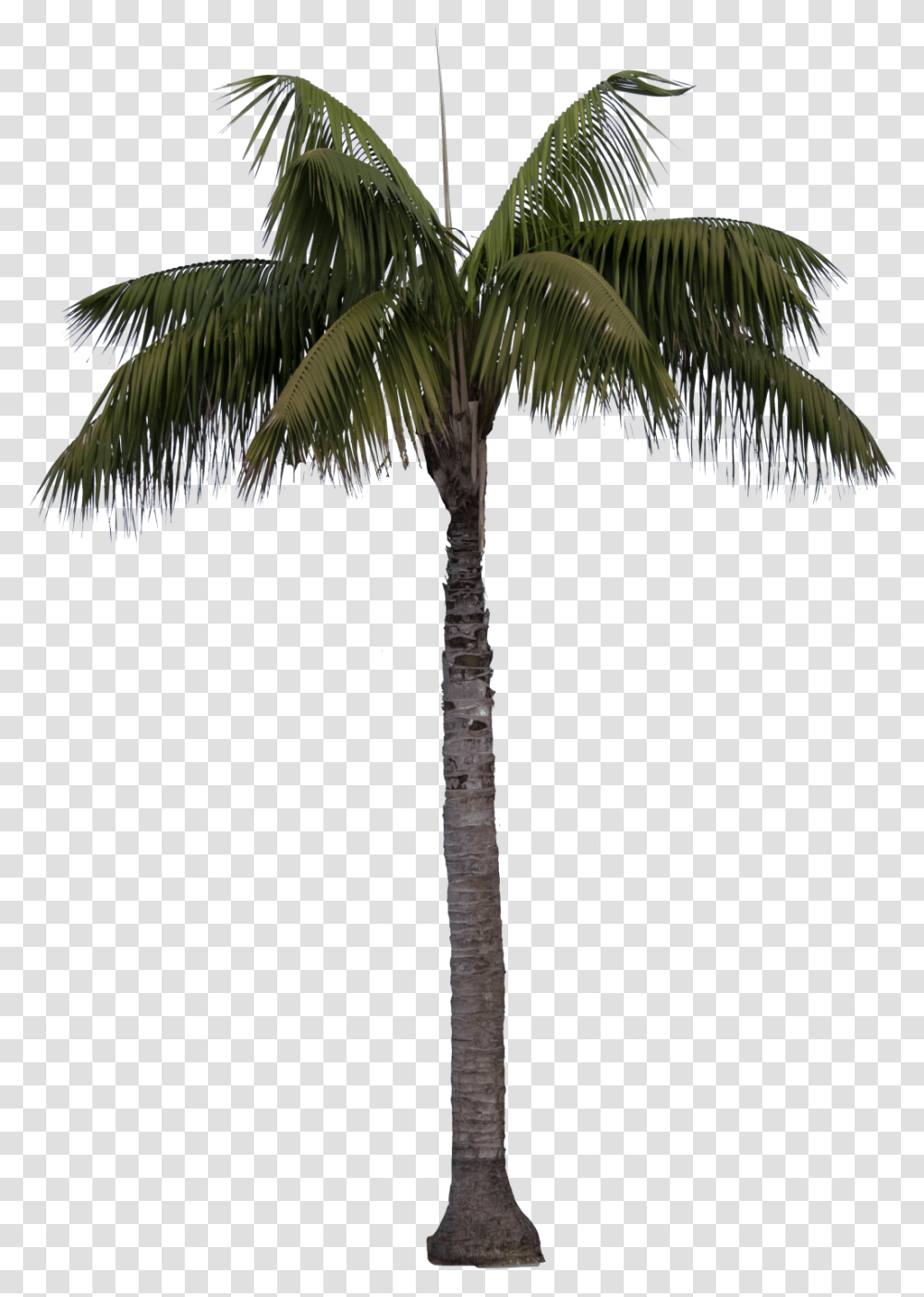 Queen Palm, Tree, Plant, Palm Tree, Arecaceae Transparent Png