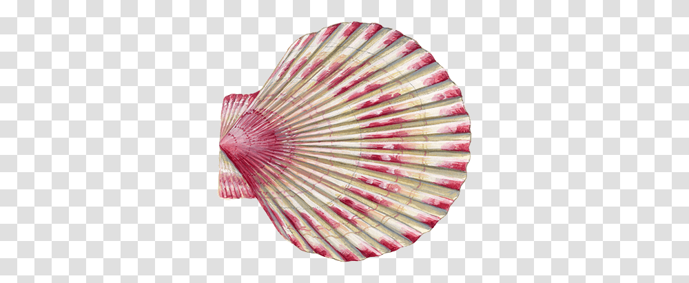 Queen Scallop • Young's Foodservice Queen Scallop, Clam, Seashell, Invertebrate, Sea Life Transparent Png