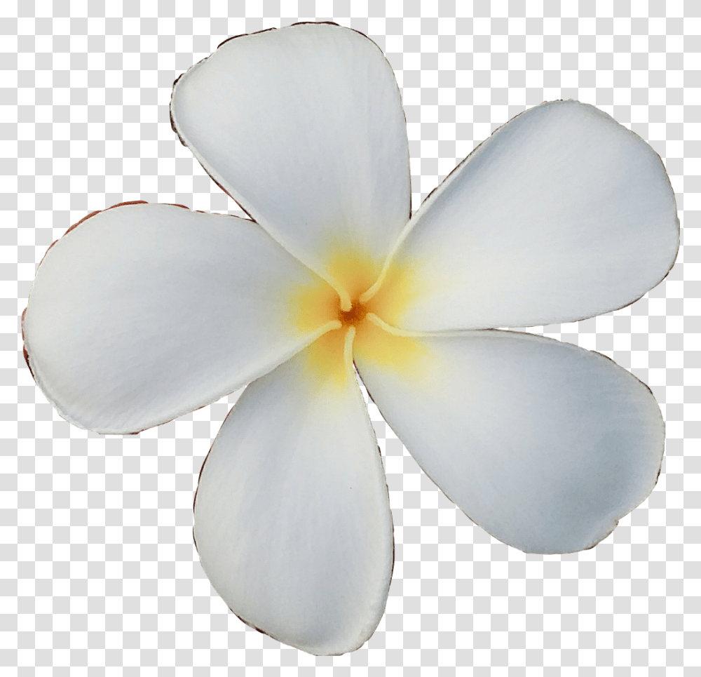 Queen Wild Ecmytravel Tired Be Creative Flower Frangipani, Petal, Plant, Blossom, Fungus Transparent Png