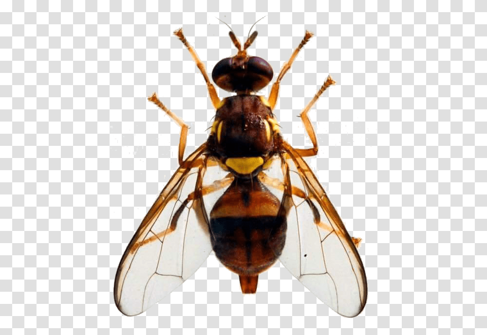 Queensland Fruit Fly, Wasp, Bee, Insect, Invertebrate Transparent Png