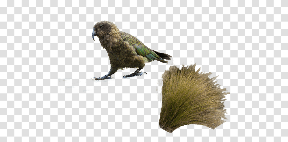 Queenstown Parrot, Bird, Animal, Parakeet, Accipiter Transparent Png