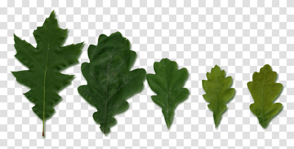 Quercus Leaves, Leaf, Plant, Vegetable, Food Transparent Png
