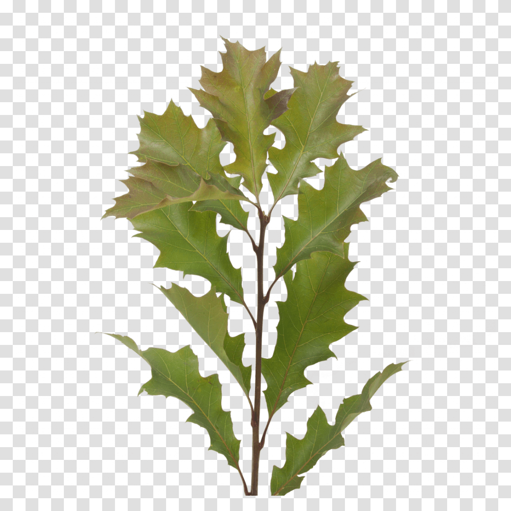 Quercus Leaves Maple Leaf, Plant, Tree, Oak, Sycamore Transparent Png
