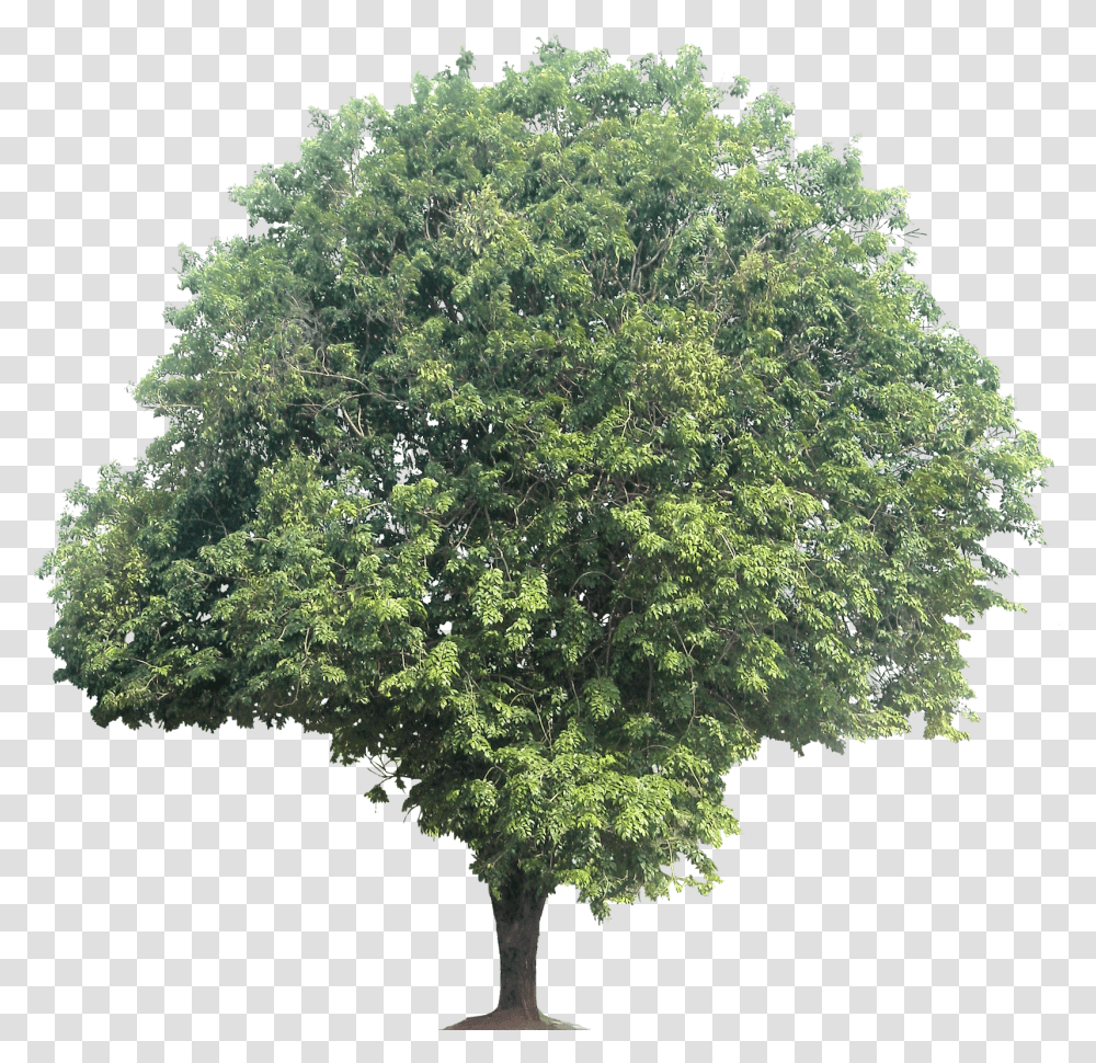 Дерево без фона