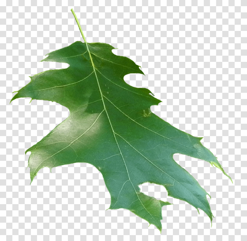 Quercus Rubra Leaf Leaf, Plant, Tree, Maple Leaf Transparent Png