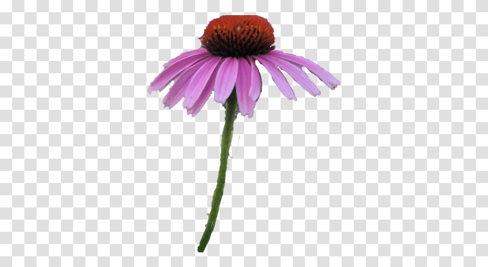 Questions Mysite Purple Coneflower, Plant, Daisy, Daisies, Blossom Transparent Png