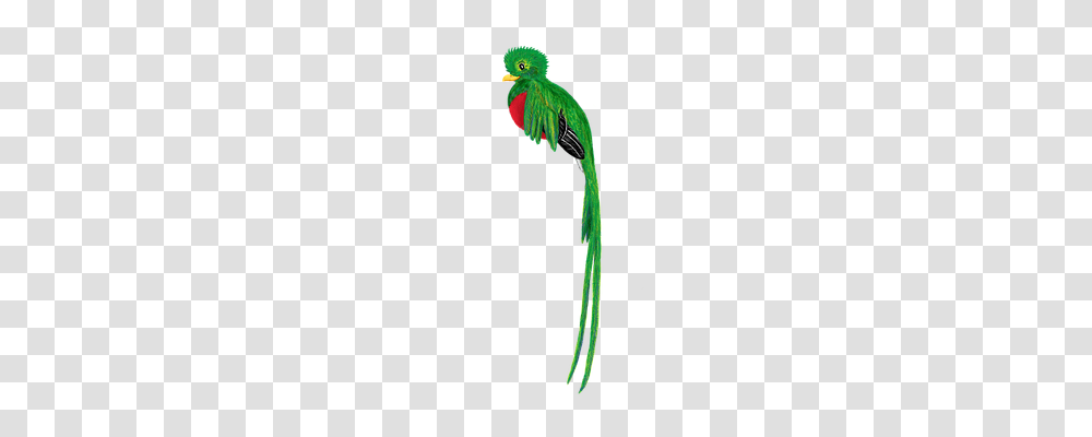 Quetzal Nature, Parrot, Bird, Animal Transparent Png