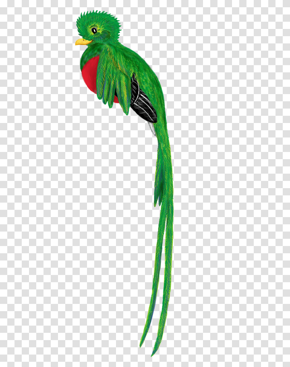 Quetzal Bird Animal Quetzal, Peacock Transparent Png