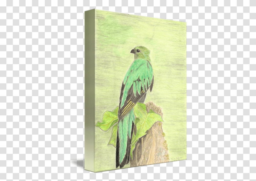 Quetzal By Tina Palermo High School Colored Pencil Bird Drawings, Animal, Art, Painting, Canvas Transparent Png