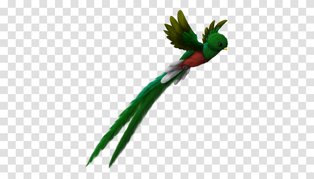 Quetzal Flying Lovely, Parrot, Bird, Animal, Macaw Transparent Png