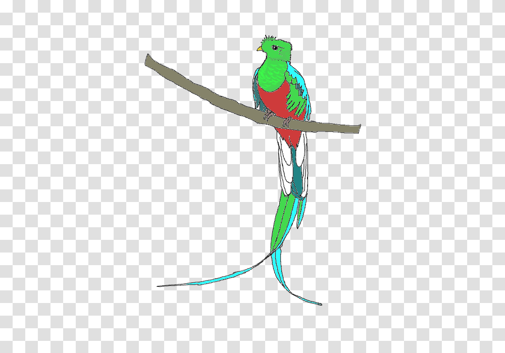 Quetzal Free Images, Bird, Animal, Beak, Parakeet Transparent Png