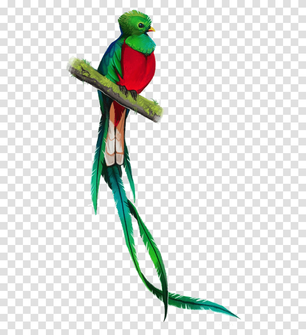 Quetzal Quetzal Bird Drawing, Parrot, Animal, Macaw, Parakeet Transparent Png